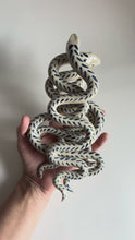 Load and play video in Gallery viewer, Baby Snake Sculpture
